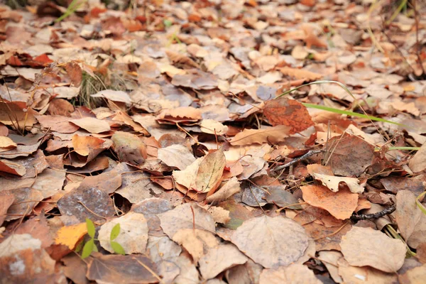 Las hojas de otoño — Foto de Stock