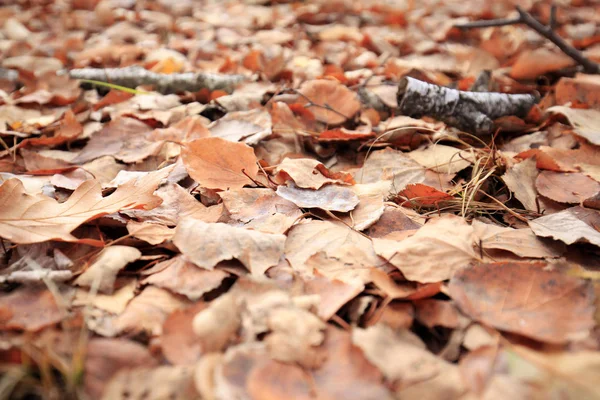 Las hojas de otoño — Foto de Stock