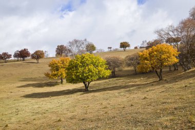 Sonbaharda, yamaçtaki ağaçlar