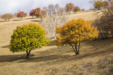 Sonbaharda, yamaçtaki ağaçlar