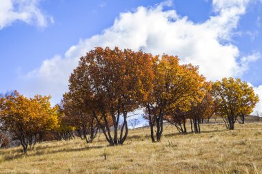 Sonbaharda, yamaçtaki ağaçlar