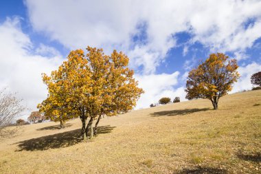 Sonbaharda, yamaçtaki ağaçlar
