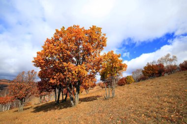Sonbaharda, yamaçtaki ağaçlar