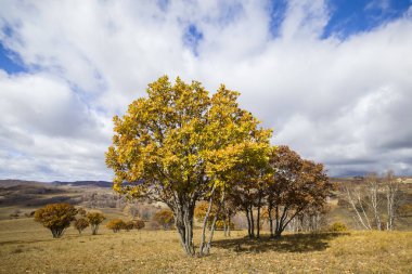 Sonbaharda, yamaçtaki ağaçlar