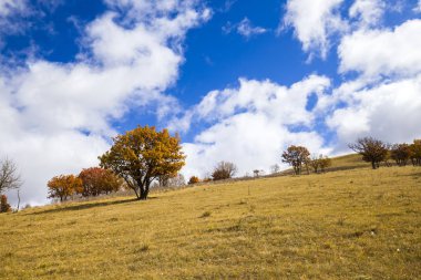Sonbaharda, yamaçtaki ağaçlar