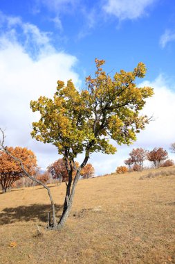Sonbaharda, yamaçtaki ağaçlar