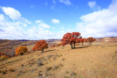 Sonbaharda, yamaçtaki ağaçlar