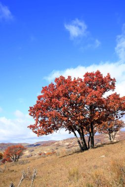 Sonbaharda, yamaçtaki ağaçlar