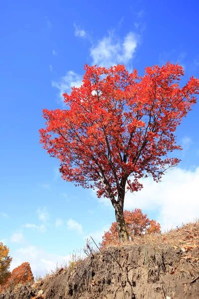 No outono, árvores na encosta — Fotografia de Stock