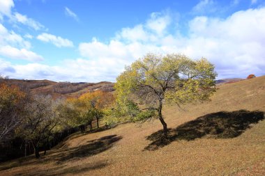 Sonbaharda, yamaçtaki ağaçlar
