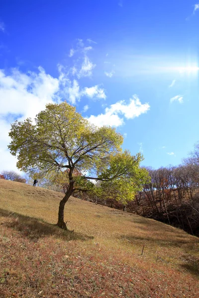 In autunno, alberi sulla collina — Foto Stock