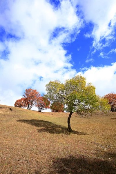 En otoño, árboles en la ladera — Foto de Stock
