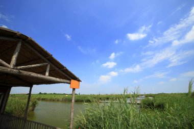 Bataklıkların manzarası