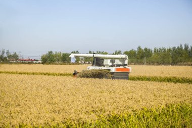 Olgun pirincin güz hasadı
