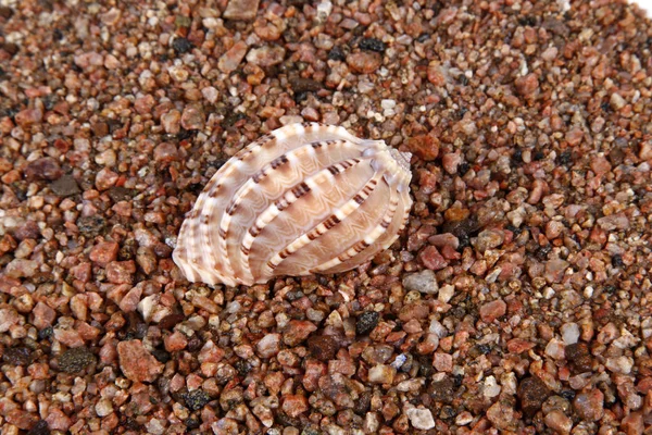 Conchas en la orilla del mar — Foto de Stock