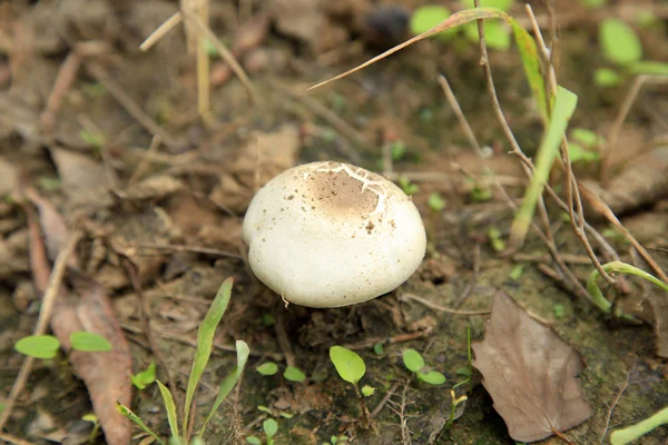 Le champignon — Photo