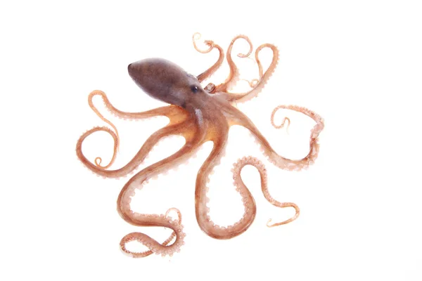 Octopus Primo Piano — Foto Stock