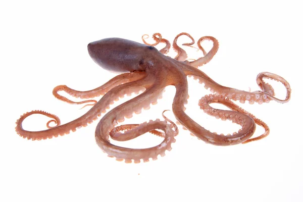 Octopus Közelkép — Stock Fotó