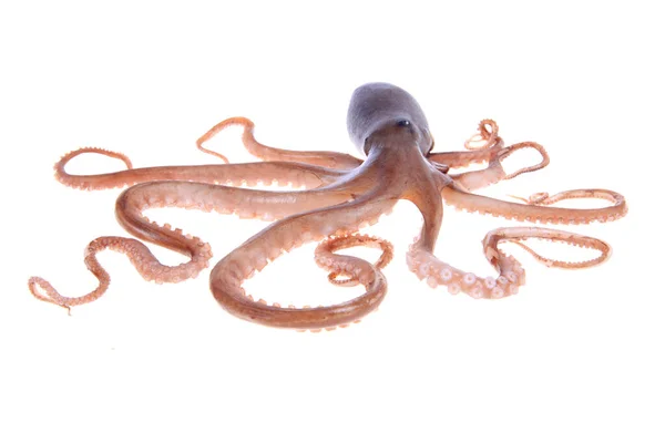 Octopus Estrecho Acercamiento —  Fotos de Stock