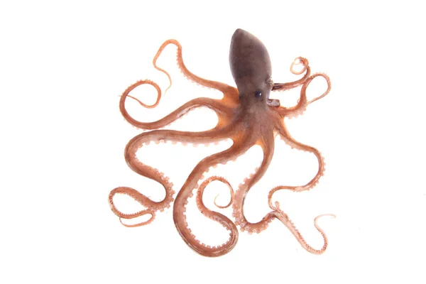 Octopus Estrecho Acercamiento —  Fotos de Stock
