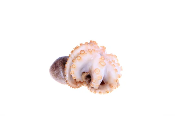 Octopus Primo Piano — Foto Stock