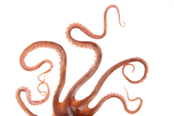 Octopus Tentacles Close — Stock Photo, Image