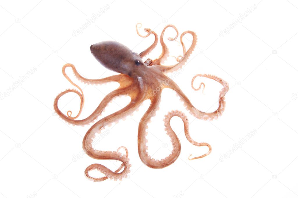 Octopus,A close-up