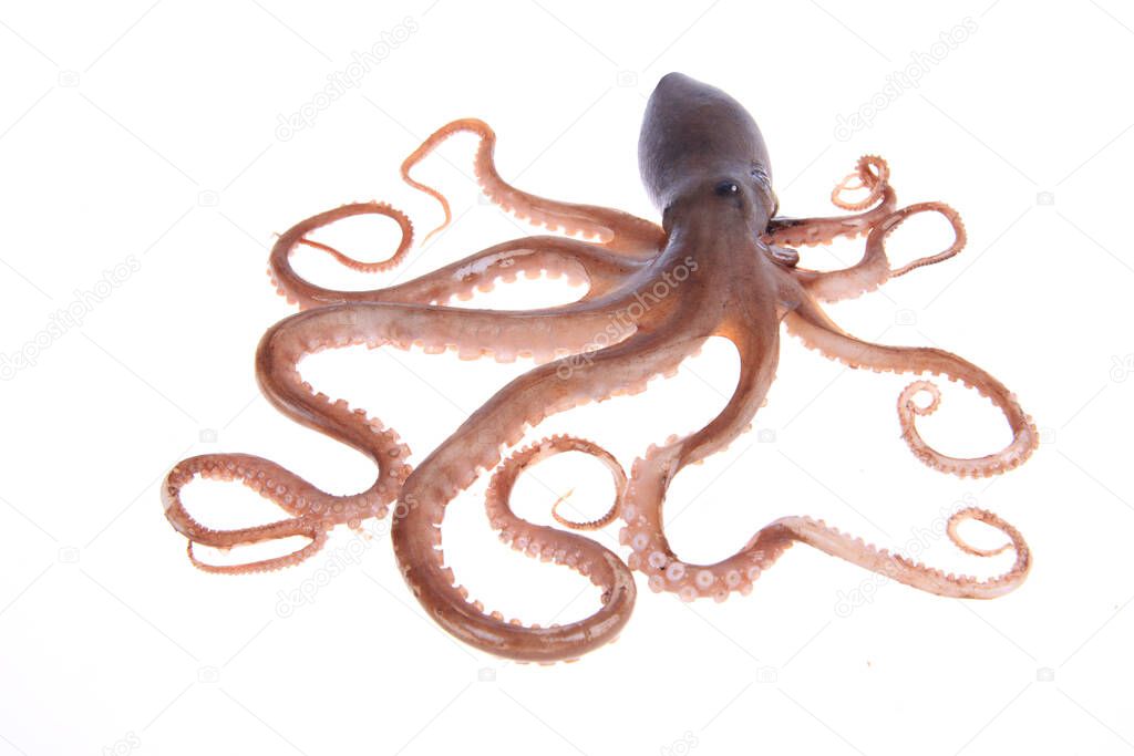 Octopus,A close-up