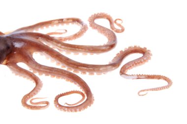 Ahtapot dokunaçları, yakın plan.