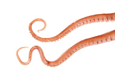 Ahtapot dokunaçları, yakın plan.