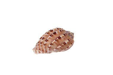 Kabuk, beyaz arkaplan, yakın plan