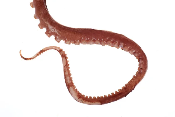 Tentacoli Polpo Primo Piano — Foto Stock