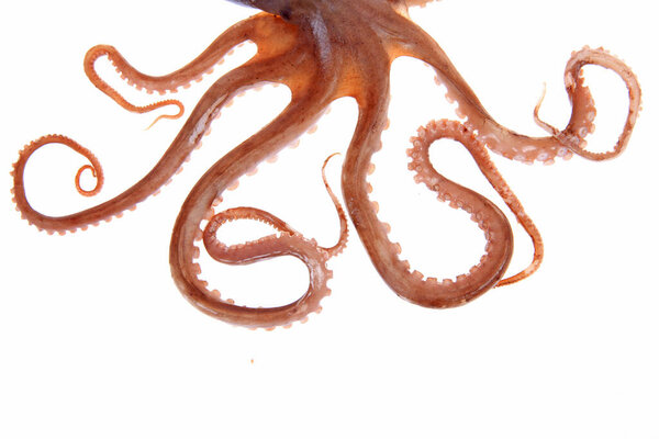 Мбаппе щупальца, крупным планом