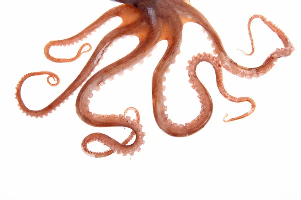 Oktopus Tentakel Aus Nächster Nähe — Stockfoto