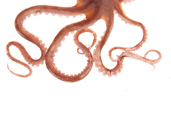 Octopus Tentakels Een Close — Stockfoto