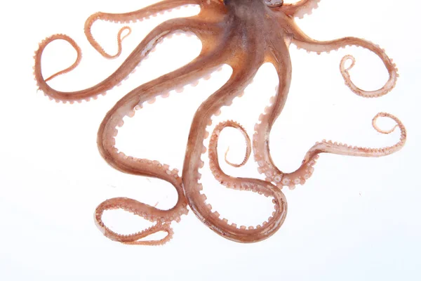 Oktopus Tentakel Aus Nächster Nähe — Stockfoto