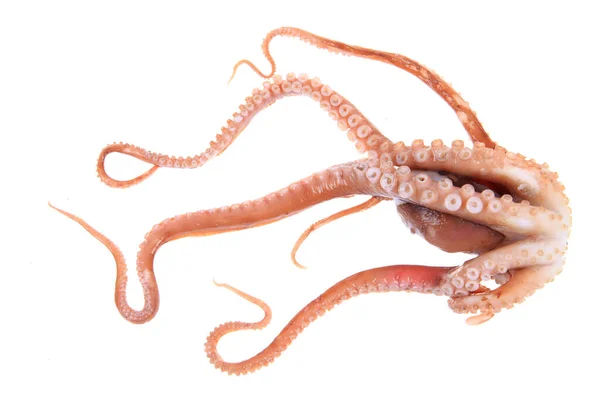 Oktopus Tentakel Aus Nächster Nähe — Stockfoto