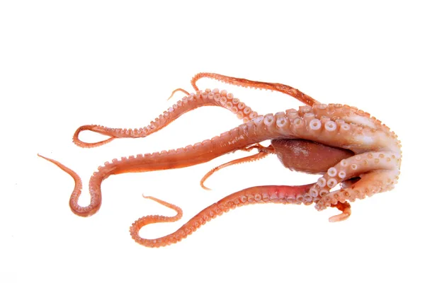 Tentacoli Polpo Primo Piano — Foto Stock