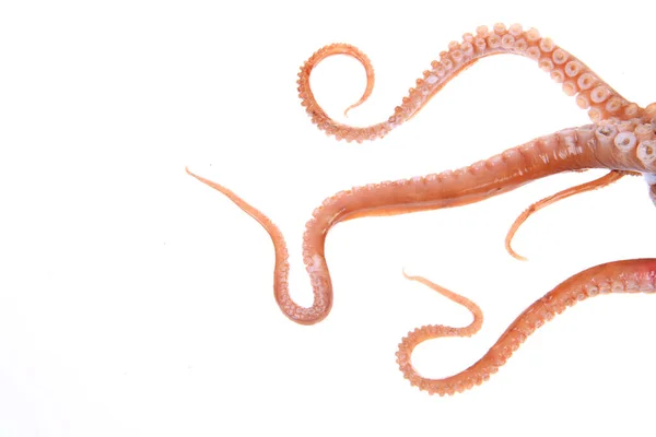 Ahtapot dokunaçları, yakın plan.