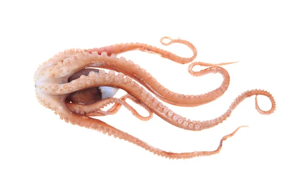 Oktopus Tentakel Aus Nächster Nähe — Stockfoto