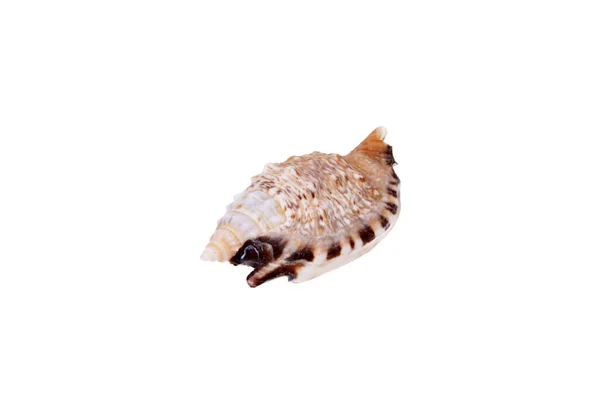 Shell White Background Close — Stock Photo, Image