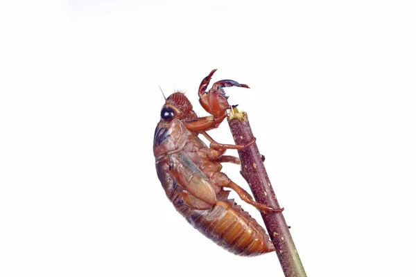 Cicada Pupa Estrecho Acercamiento — Foto de Stock