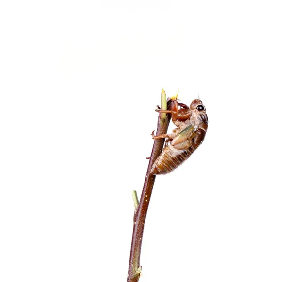 Cicada Puppa Närbild — Stockfoto