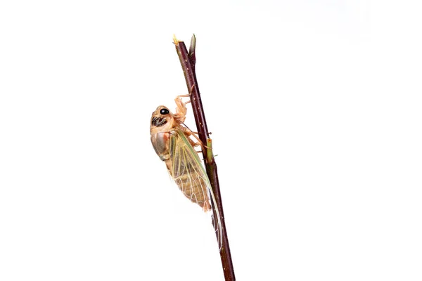 Cicada Pupa Close — Stock fotografie