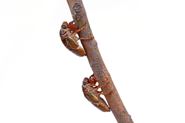 Cicada Báb Közelkép — Stock Fotó
