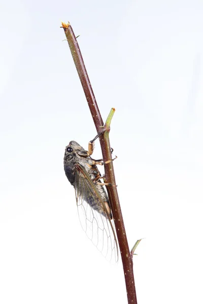 Cicada Pupa Close — Stock fotografie