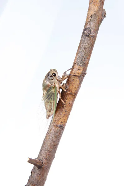 Cicada Pupa Gros Plan — Photo