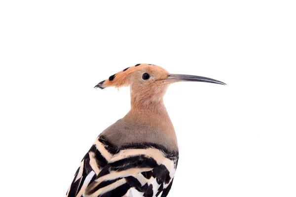 Den Hoopoe Närbild Vit Bakgrund — Stockfoto