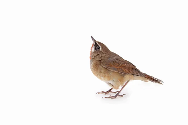 Luscinia Calliope Weißer Hintergrund Nahaufnahme — Stockfoto