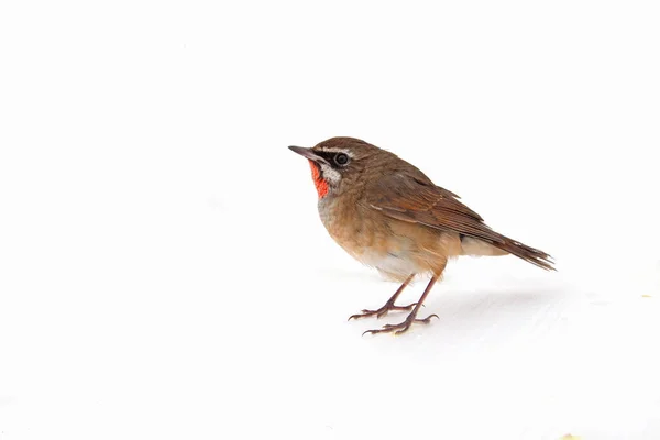 Luscinia Calliope Fondo Blanco Primer Plano — Foto de Stock